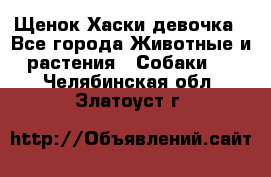 Щенок Хаски девочка - Все города Животные и растения » Собаки   . Челябинская обл.,Златоуст г.